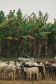 A herd of cattle is gathered in a field, with dense banana trees in the background. The cows are a mix of white, black, and brown colors, standing close together on a grassy patch with a wire fence in the foreground.