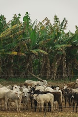 A herd of cattle is gathered in a field, with dense banana trees in the background. The cows are a mix of white, black, and brown colors, standing close together on a grassy patch with a wire fence in the foreground.