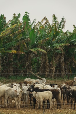 A herd of cattle is gathered in a field, with dense banana trees in the background. The cows are a mix of white, black, and brown colors, standing close together on a grassy patch with a wire fence in the foreground.