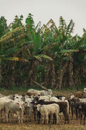 A herd of cattle is gathered in a field, with dense banana trees in the background. The cows are a mix of white, black, and brown colors, standing close together on a grassy patch with a wire fence in the foreground.