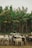 A herd of cattle is gathered in a field, with dense banana trees in the background. The cows are a mix of white, black, and brown colors, standing close together on a grassy patch with a wire fence in the foreground.