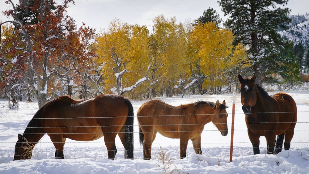 brown horse on snow covered ground during daytime