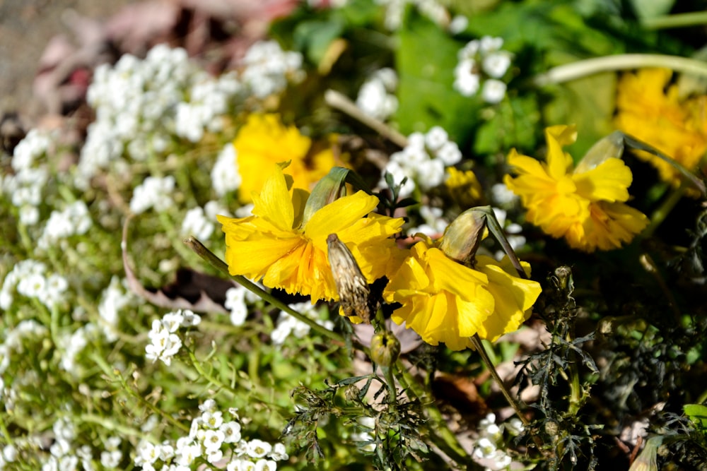 yellow flowers with green leaves