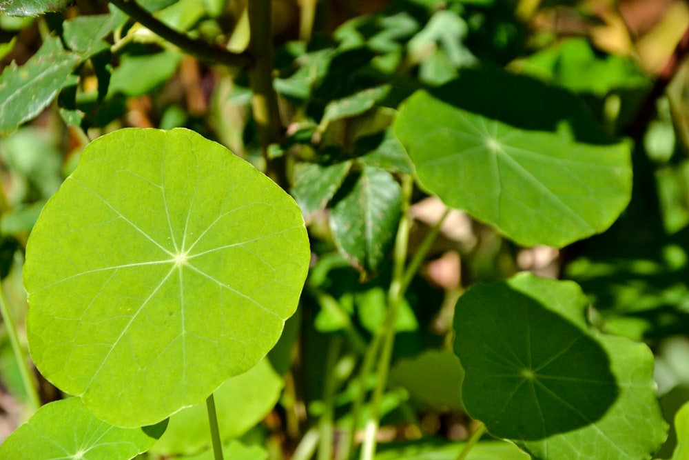 green leaf in close up photography