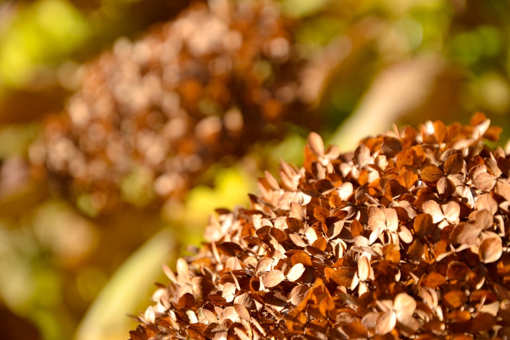 brown and white flower buds