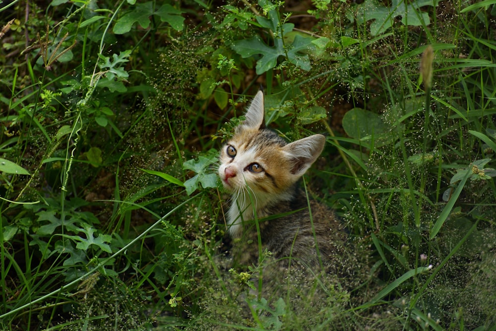 brown tabby kitten on green grass