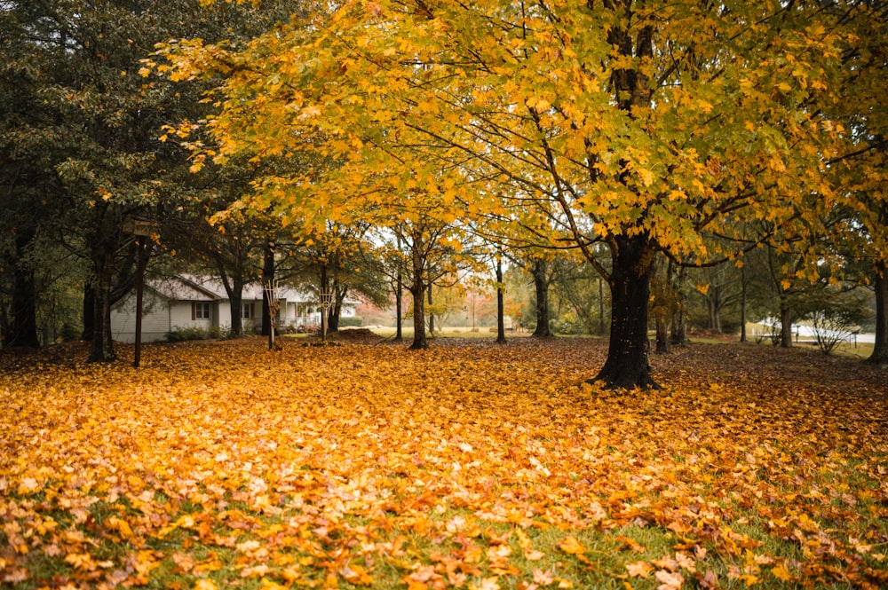 brown and yellow leaves on ground