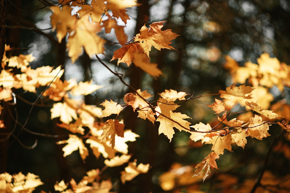 brown leaves on tree branch