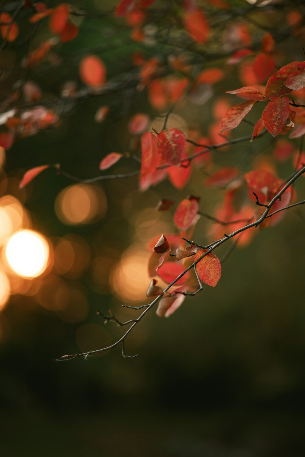 brown leaf tree during daytime