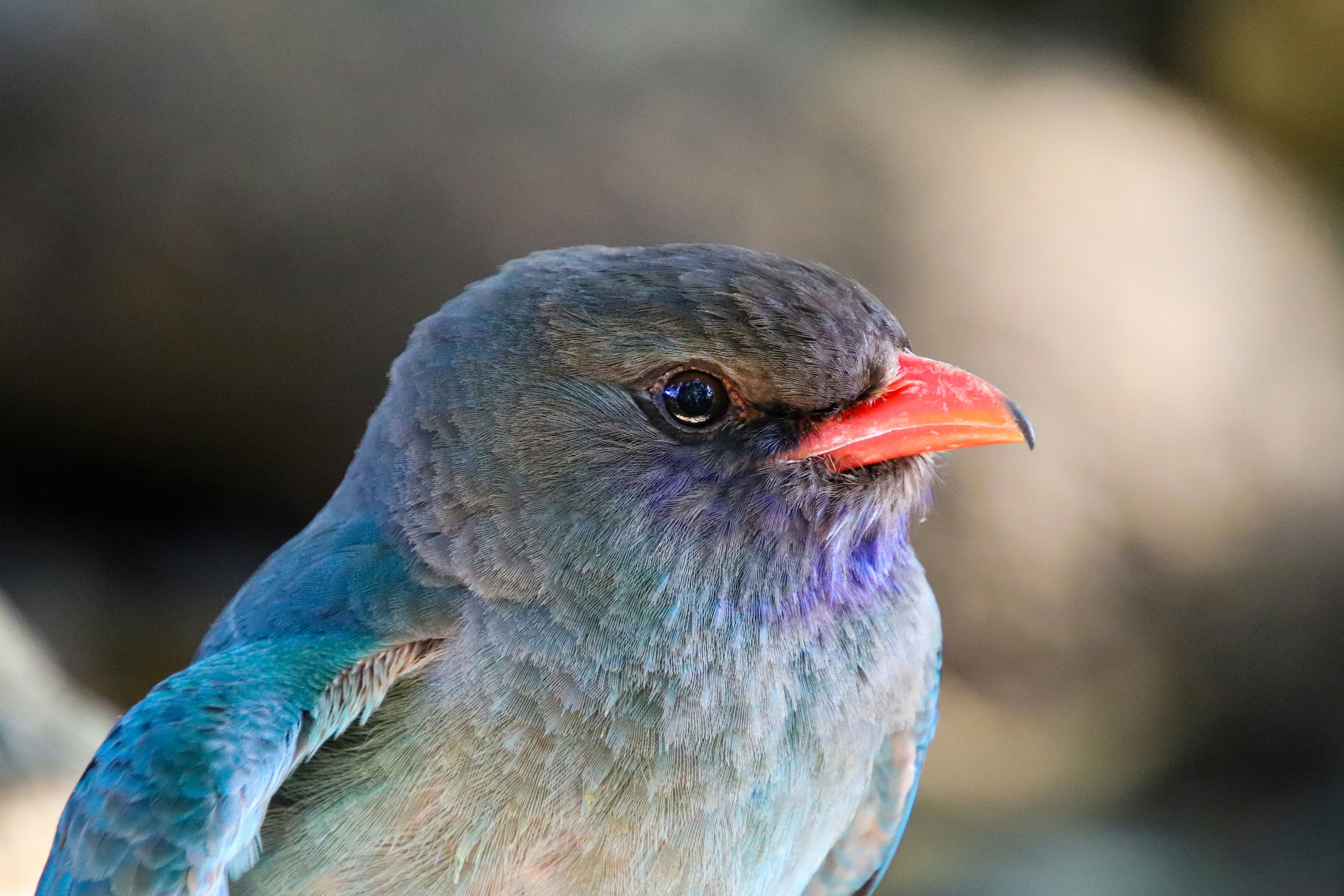 The Hidden Ultraviolet World of Birds (image credits: unsplash)