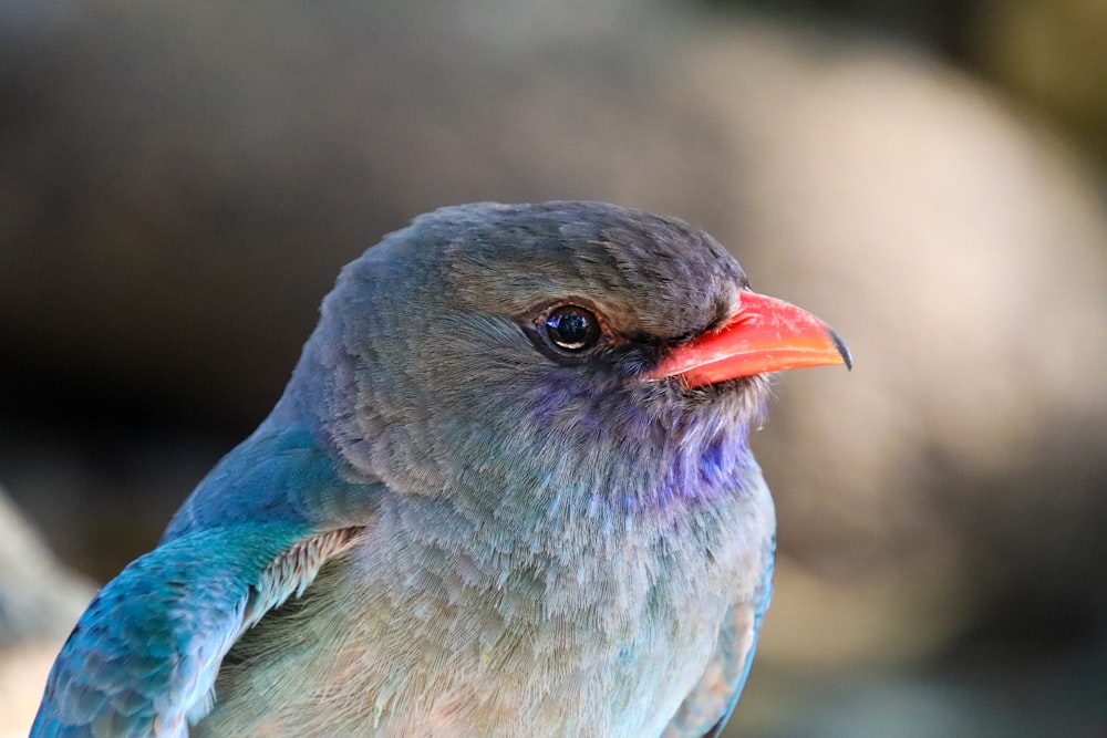 blue and brown bird on tree branch