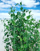 A lush green field of healthy pea plants ready for harvest under a bright sky.