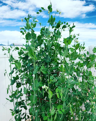 A lush green field of healthy pea plants ready for harvest under a bright sky.