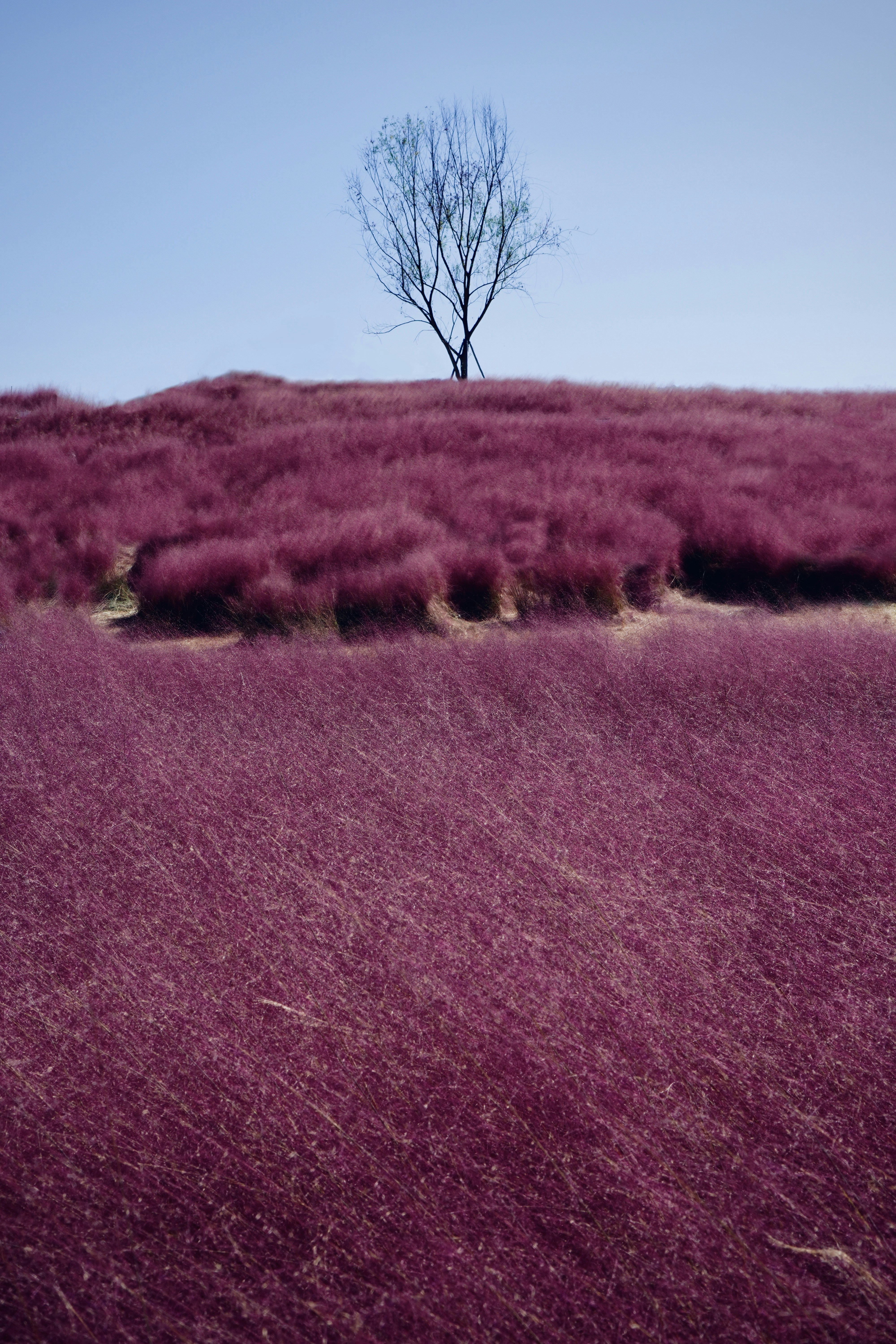 leafless tree on brown grass field during daytime