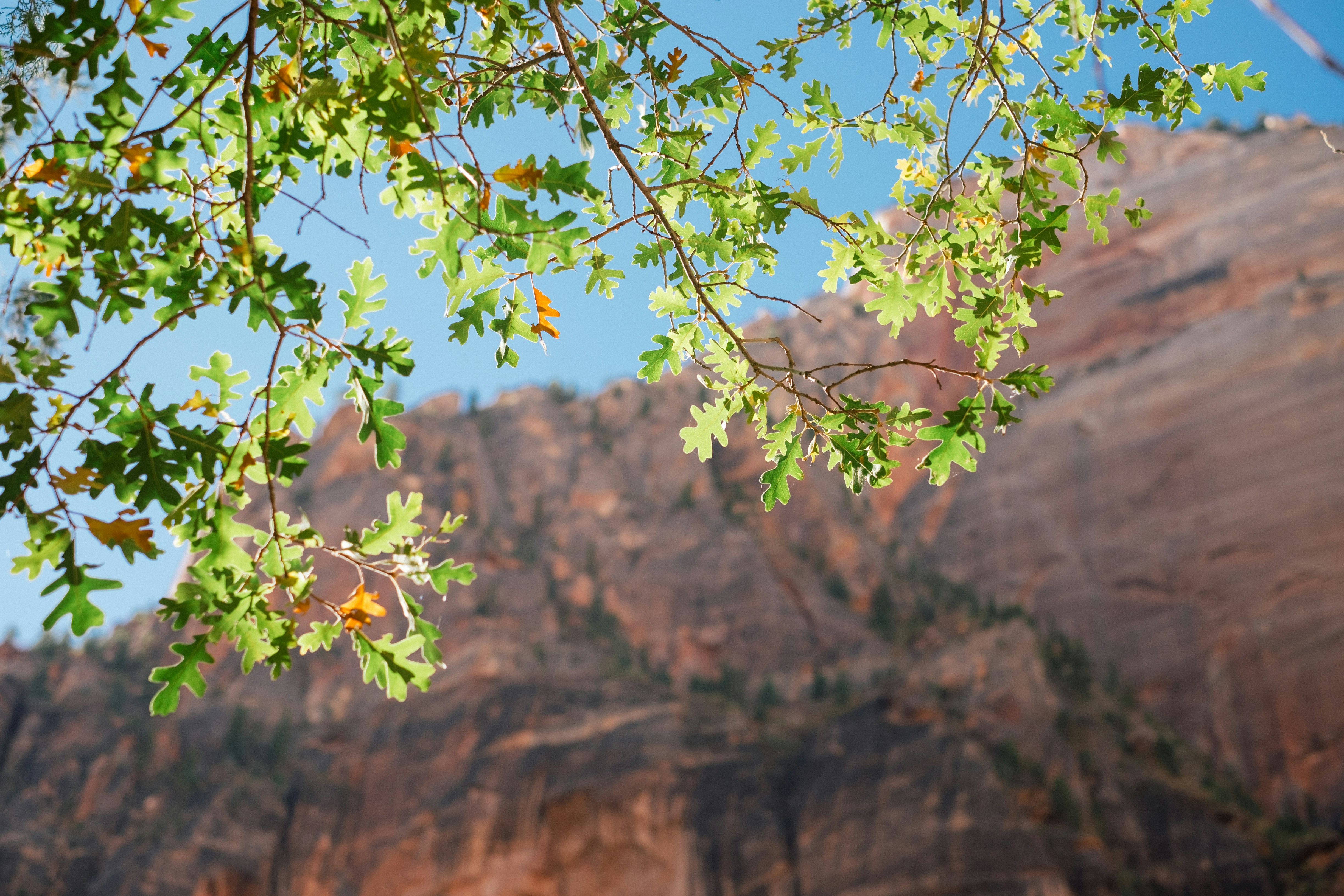 green leaves with brown mountain background