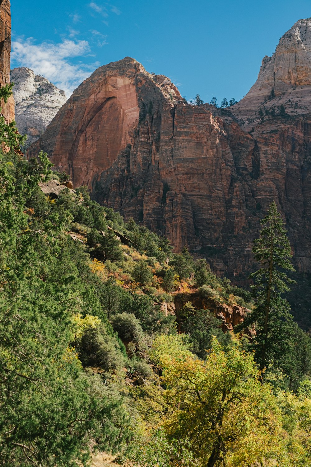 Grüne Bäume in der Nähe von Brown Rocky Mountain tagsüber