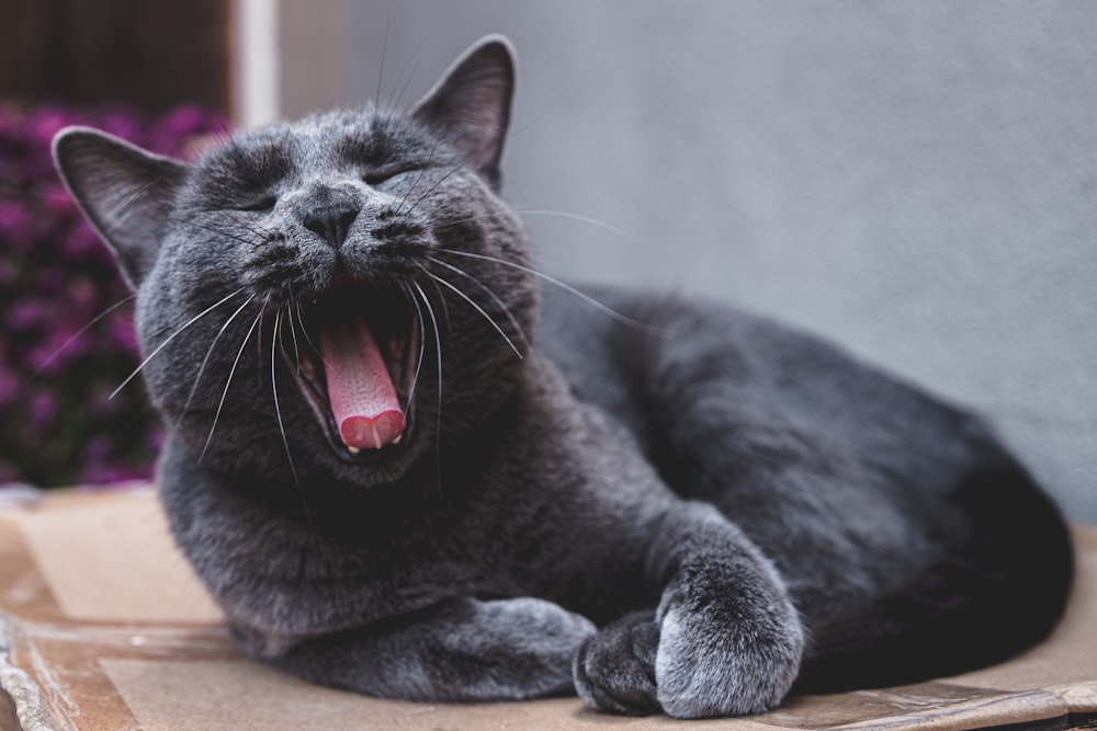 russian blue cat lying on brown wooden table