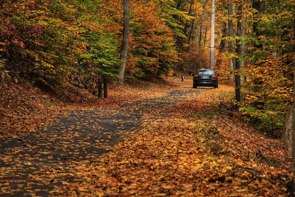 black car on road between trees during daytime