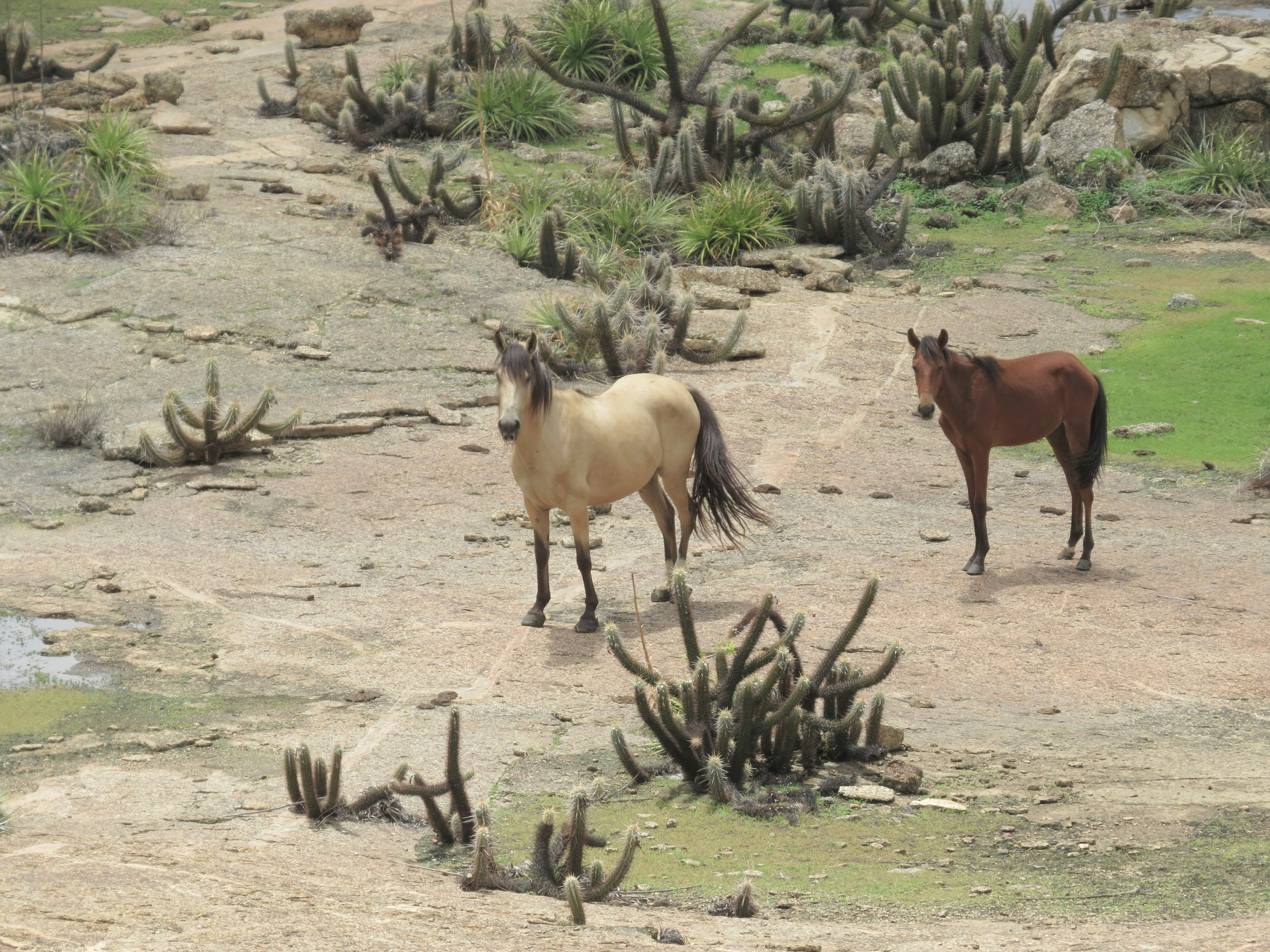 Wild horses on rough terrain.