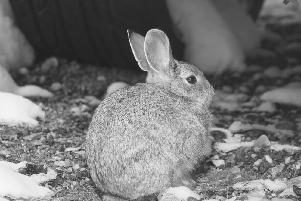 grayscale photo of rabbit on ground