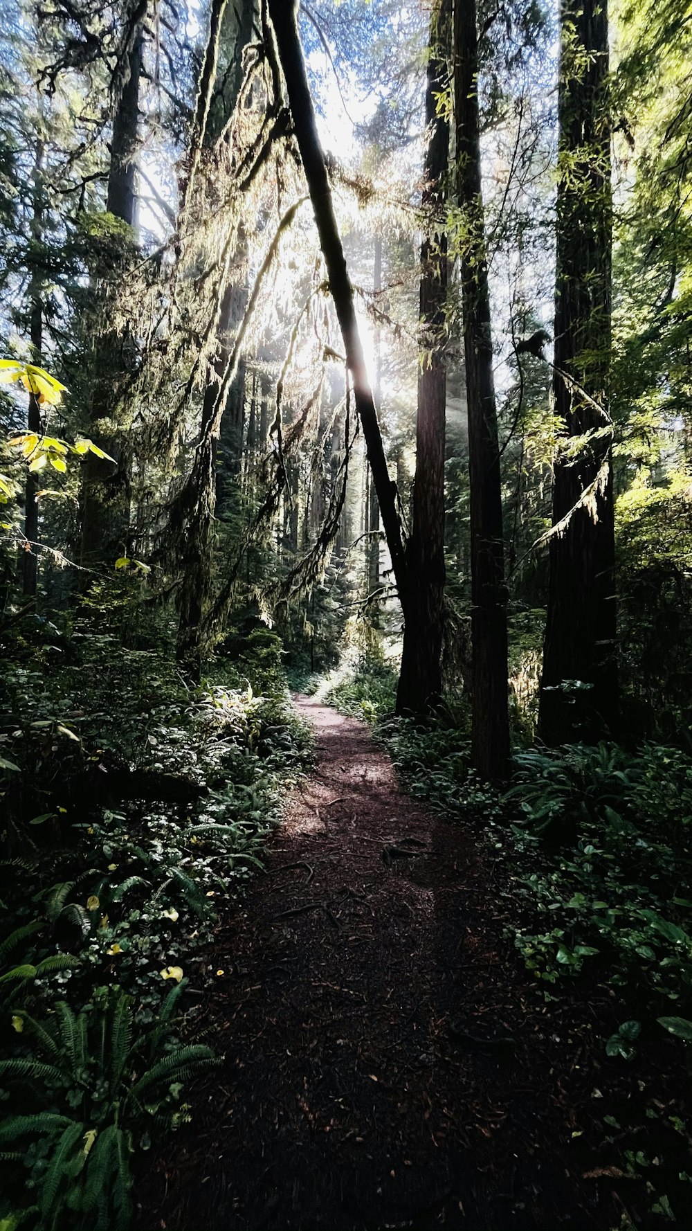 brown pathway between green trees during daytime