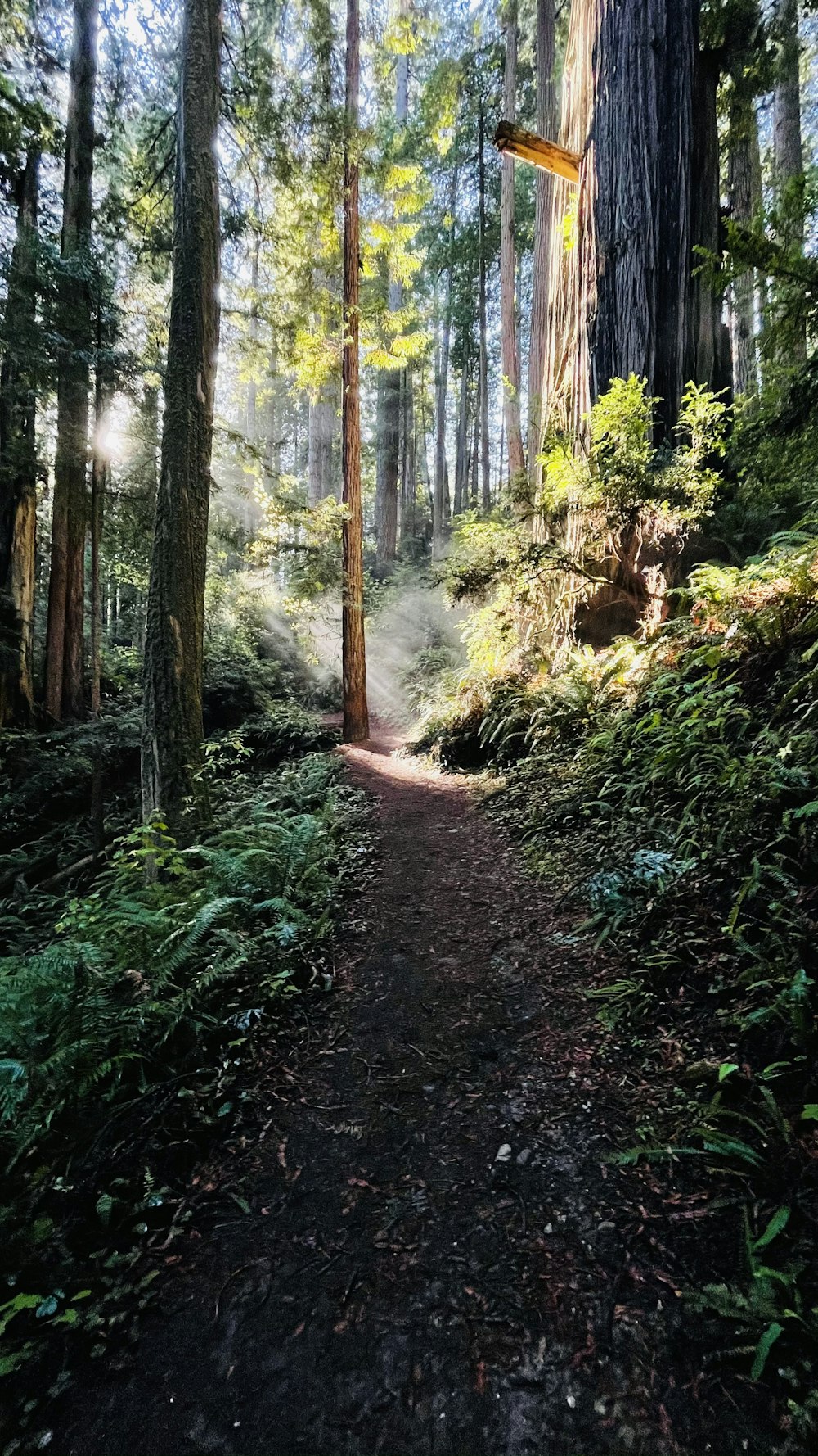 brown pathway between green plants and trees during daytime