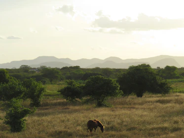 A serene horse grazing in a lush green meadow under soft sunlight.