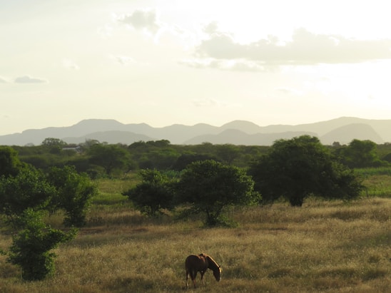 A serene landscape featuring a horse grazing in a lush green field under a clear blue sky.