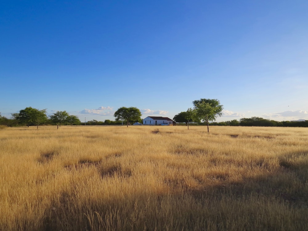 white and black house on brown grass field under blue sky during daytime