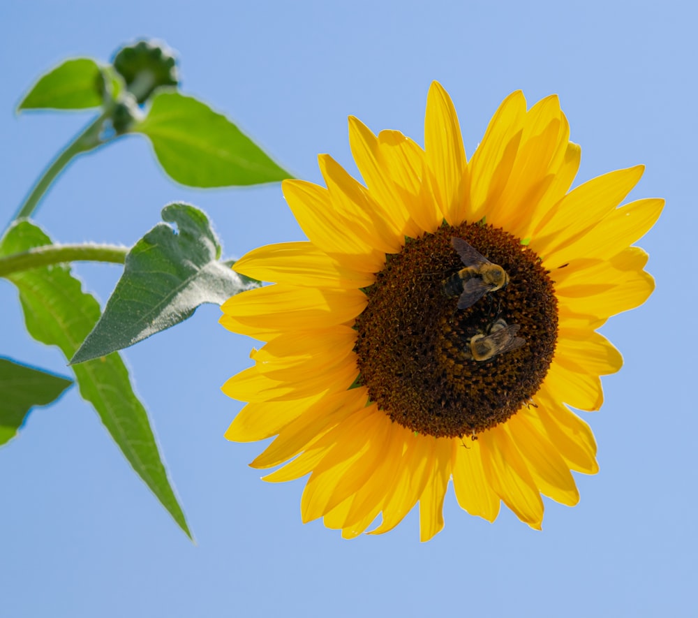 gelbe Sonnenblume blüht tagsüber