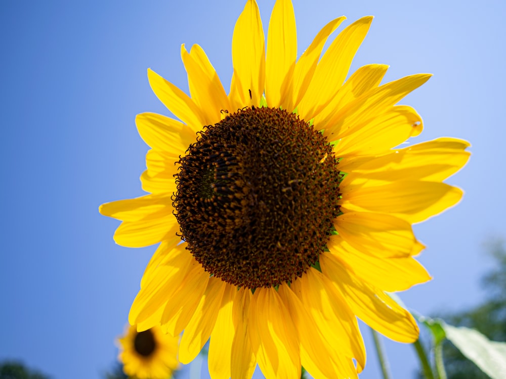 yellow sunflower in close up photography