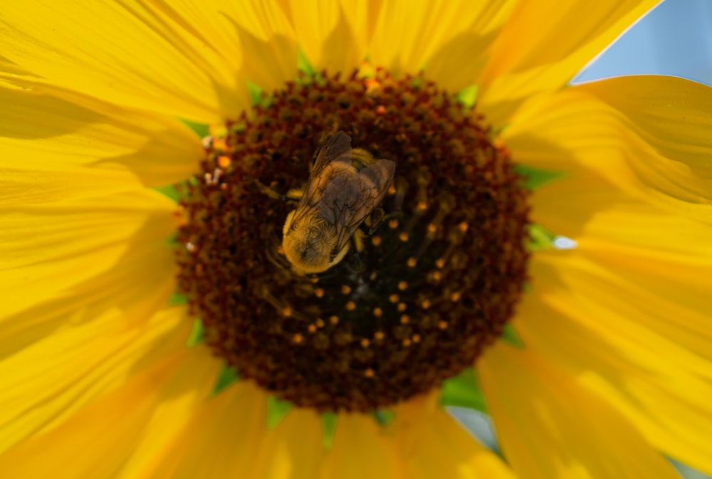 bee on sunflower during daytime