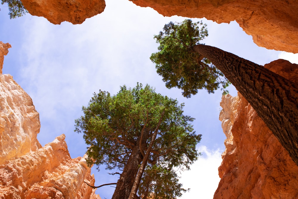 green trees on brown rock formation during daytime