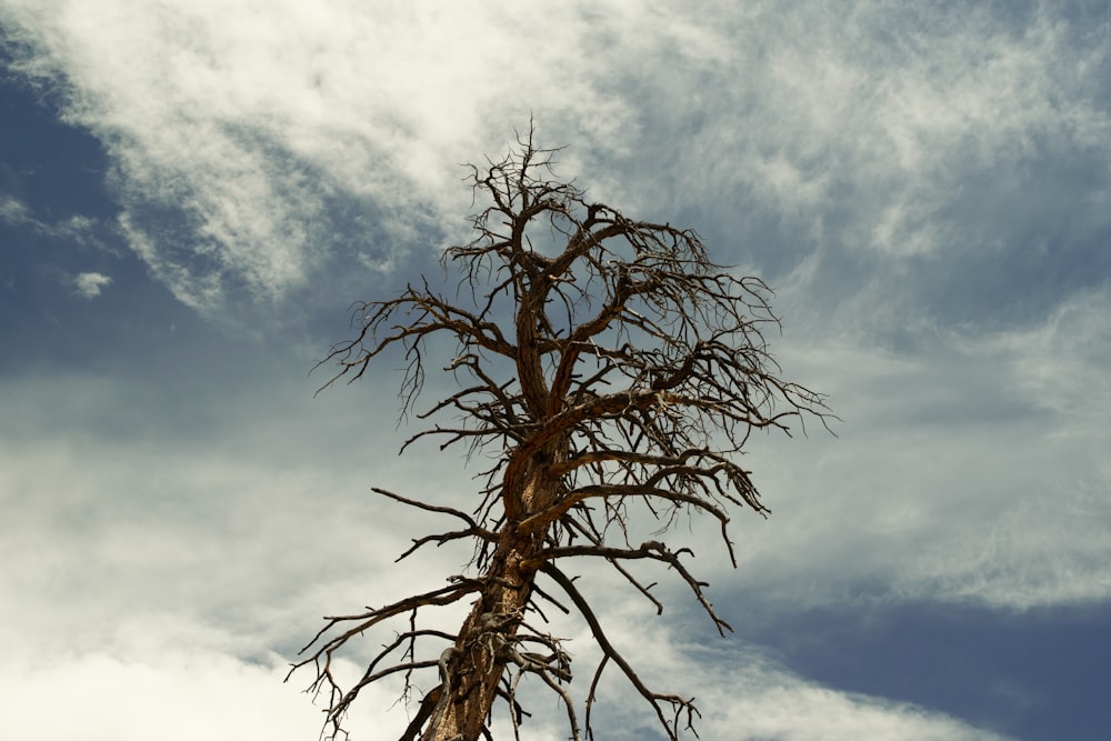 brown leafless tree under blue sky and white clouds during daytime