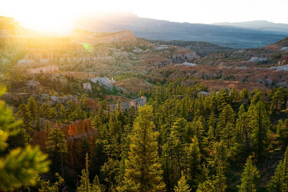 green trees and brown mountains during daytime