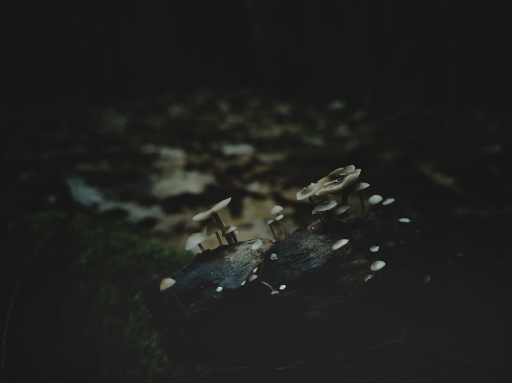 white and black stones on water