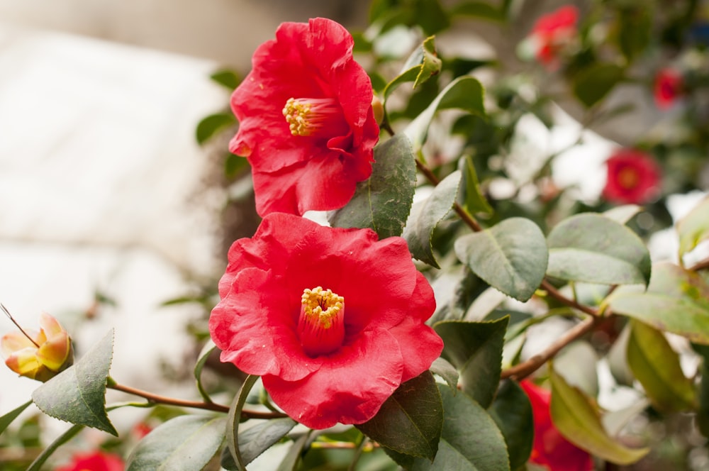 Rote Rose blüht tagsüber