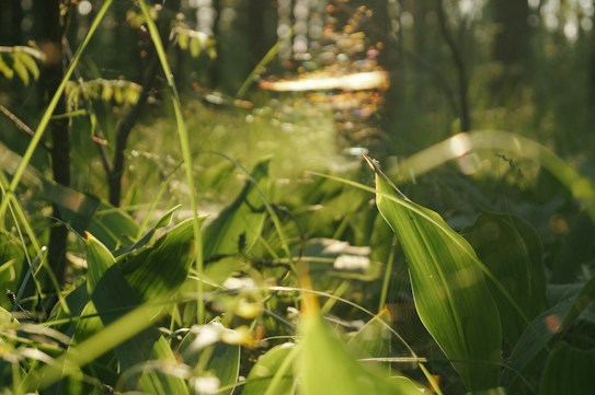 A close-up view of lush green leaves and grass in a forest setting, with sunlight filtering through the trees and casting a golden glow. Spider webs glisten in the sunlight, creating a serene and peaceful atmosphere.