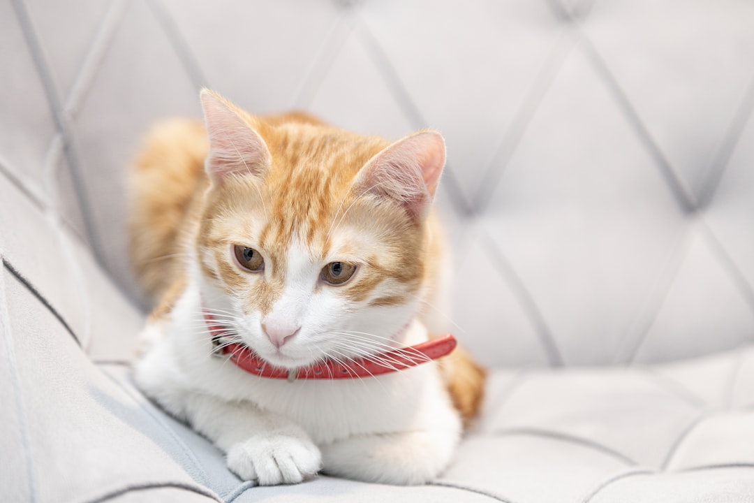 orange and white tabby cat