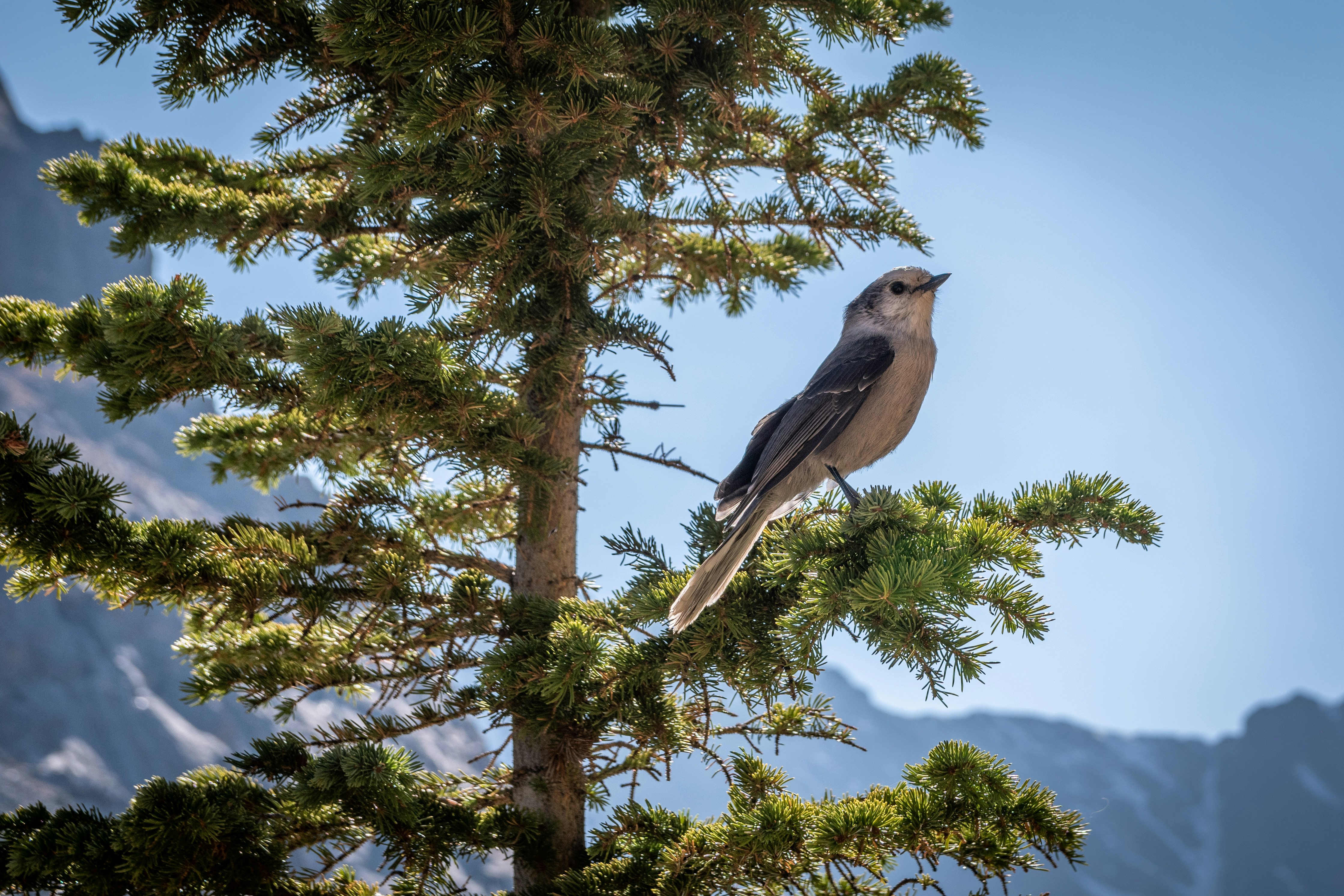 brown and white bird on tree branch during daytime