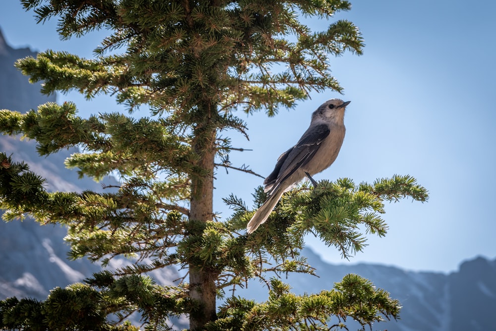 brauner und weißer Vogel tagsüber auf Ästen