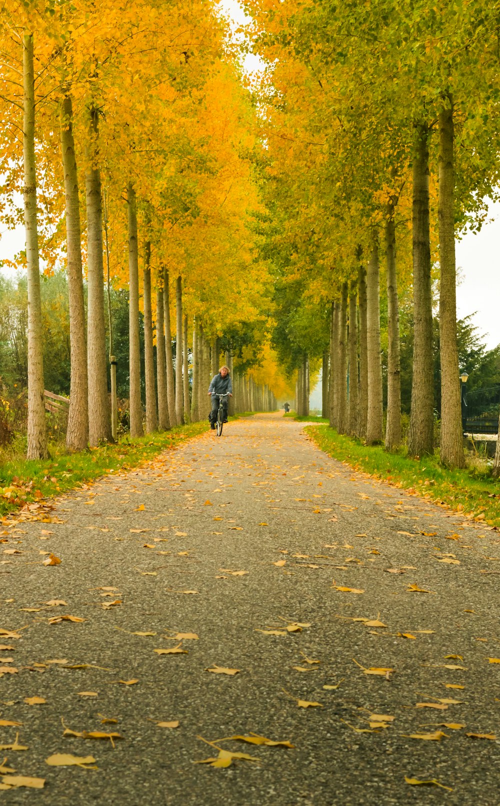 검은 재킷을 입은 사람이 낮에 푸른 나무 사이의 회색 통로를 걷고 있다