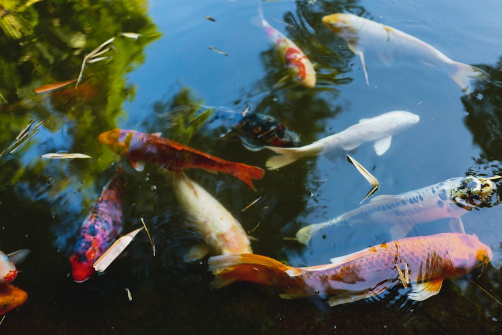 white and orange koi fish