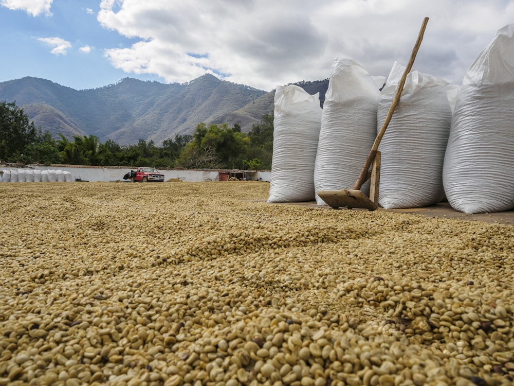 palo de madera marrón en arena marrón cerca del cuerpo de agua durante el día