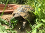 Young turtle nibbling on a fresh leafy green near the water edge.