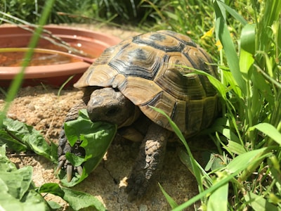 Young turtle nibbling on a fresh leafy green near the water edge.