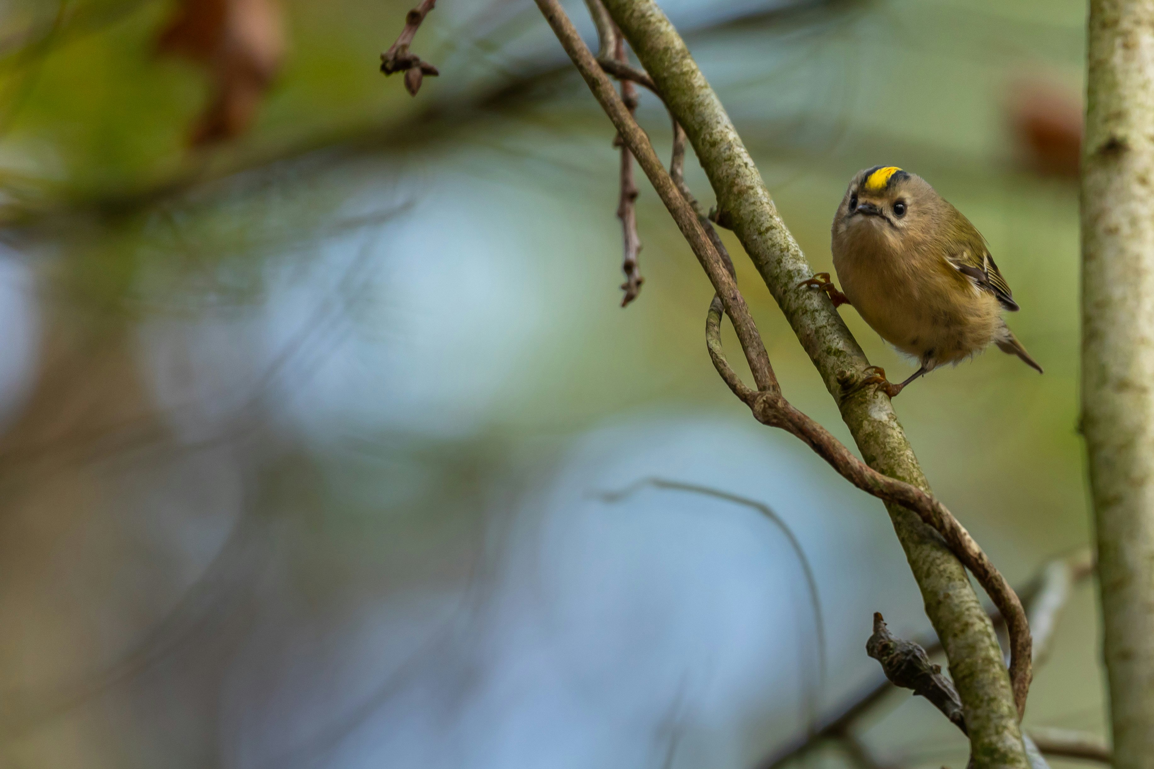 yellow bird on brown tree branch during daytime