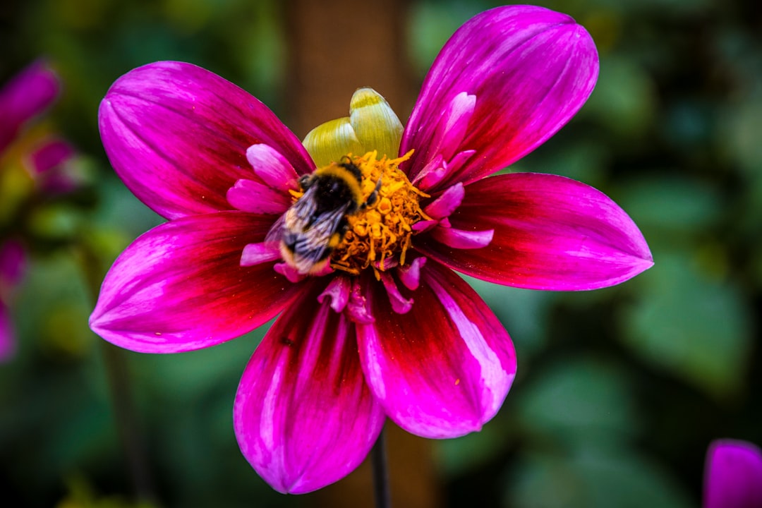 pink flower in macro shot