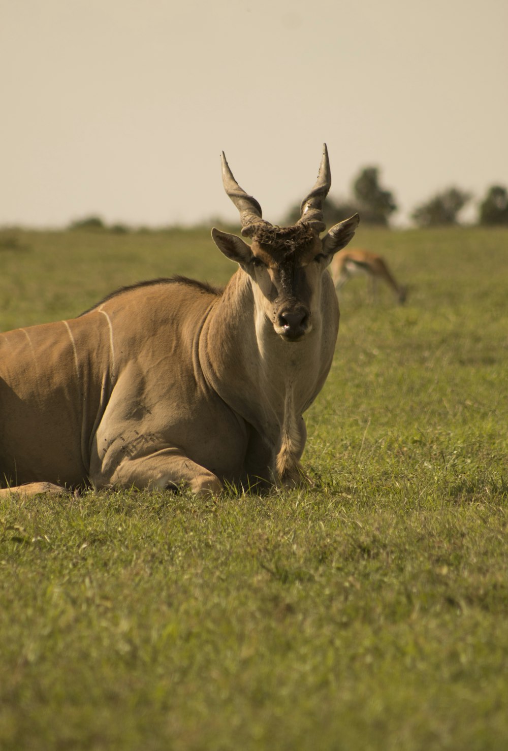 an animal that is laying down in the grass