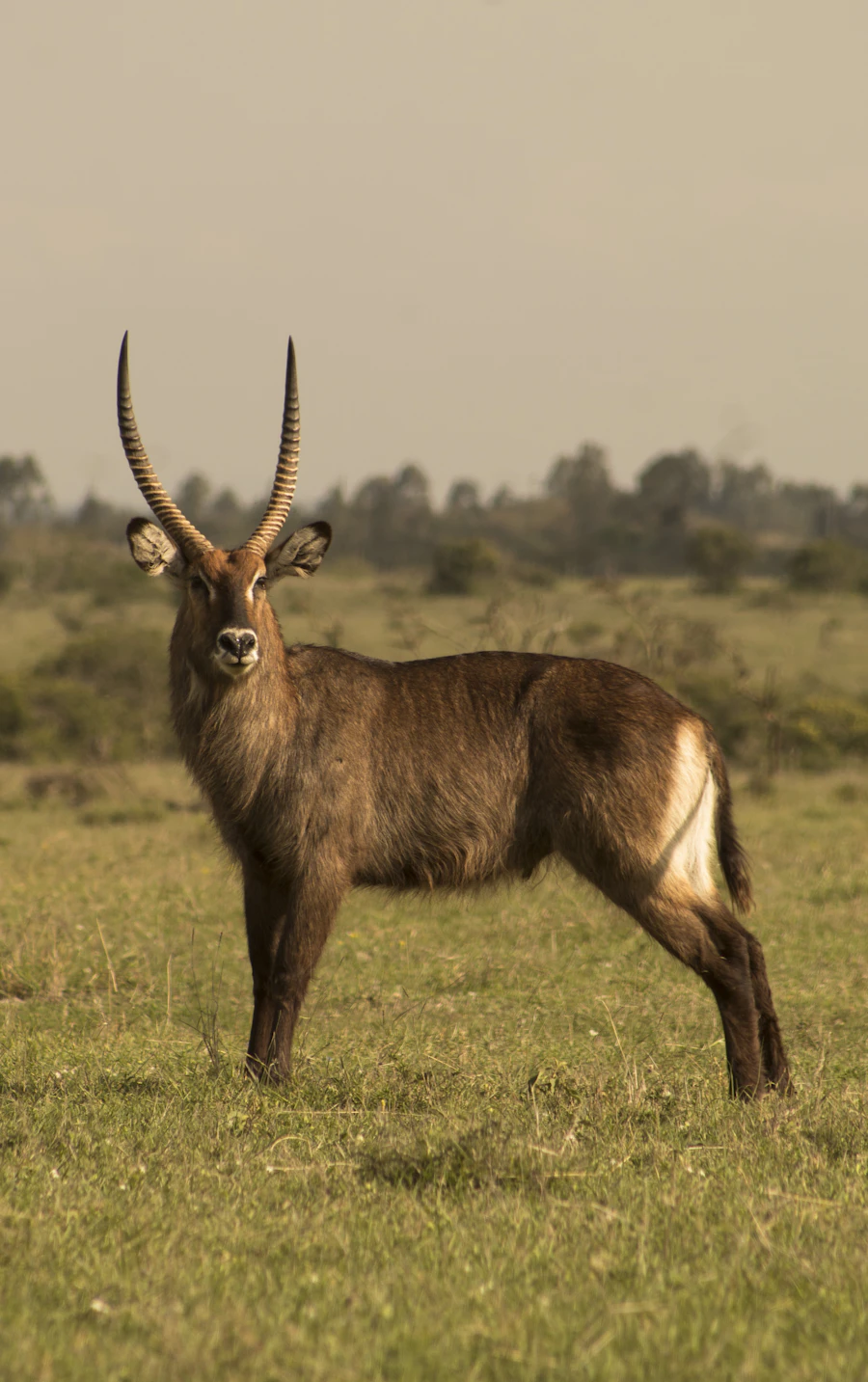 Laikipia